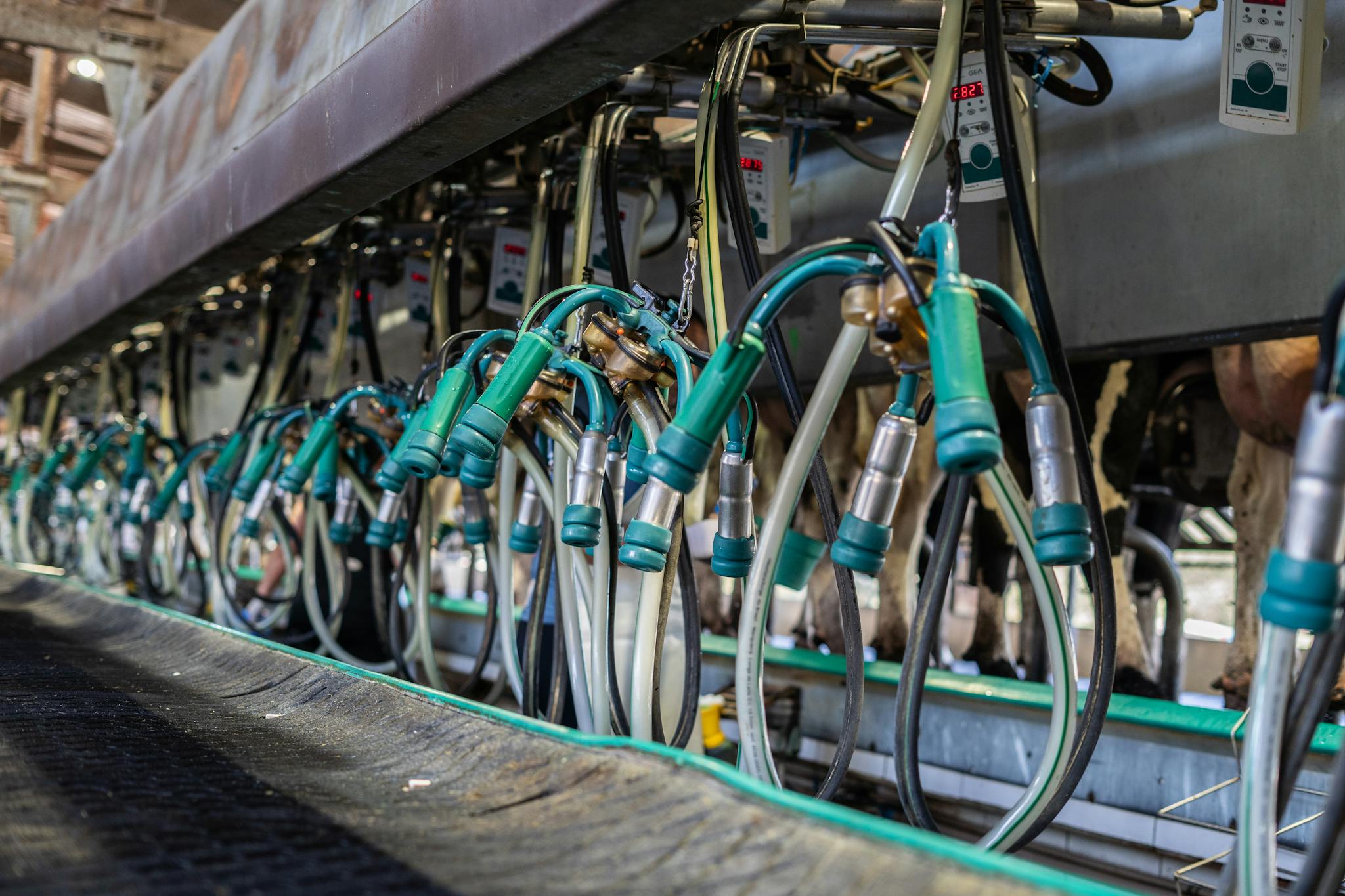 Close-up of industrial equipment used for automated milking in a dairy farm setting.